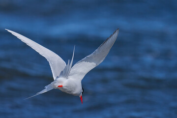 South American Tern (Sterna hirundinacea) feeding on the coast of Bleaker Island in the Falkland Islands