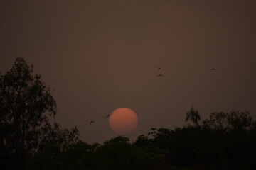 Beautiful Sunsets and Birds in India