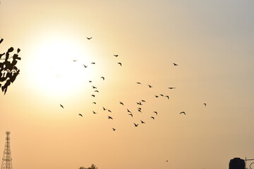 Beautiful Sunsets and Birds in India