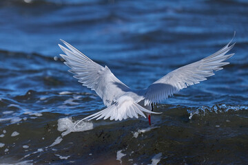 South American Tern (Sterna hirundinacea) feeding on the coast of Bleaker Island in the Falkland Islands