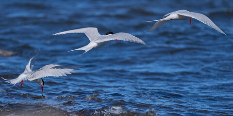 South American Tern (Sterna hirundinacea) feeding on the coast of Bleaker Island in the Falkland Islands