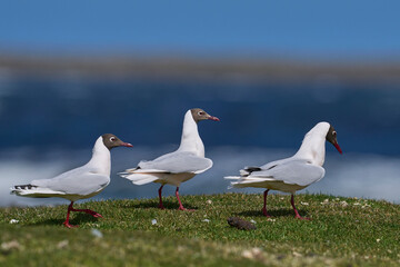 Brown-hooded Gull (Chroicocephalus maculipennis) in breeding plumage on Bleaker Island in the...