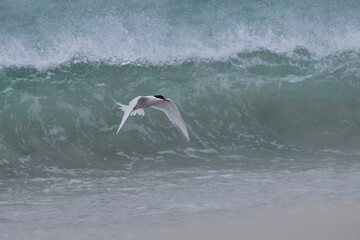 South American Tern (Sterna hirundinacea) feeding on the coast of Bleaker Island in the Falkland...
