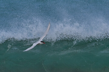 South American Tern (Sterna hirundinacea) feeding on the coast of Bleaker Island in the Falkland...