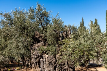 Ancient olive trees in the Garden of Gethsemane in Jerusalem