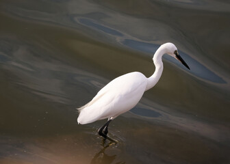 A little egret, all white with a black beak and legs, lifts its legs, eyes looking down at the water. The team has small waves.