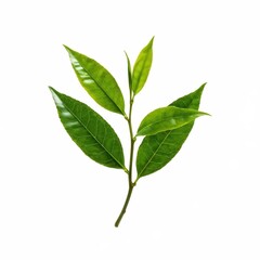 Obraz premium the AI Image Generator, Fresh green leaves branch isolated