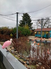 roseate spoonbill and flamingos