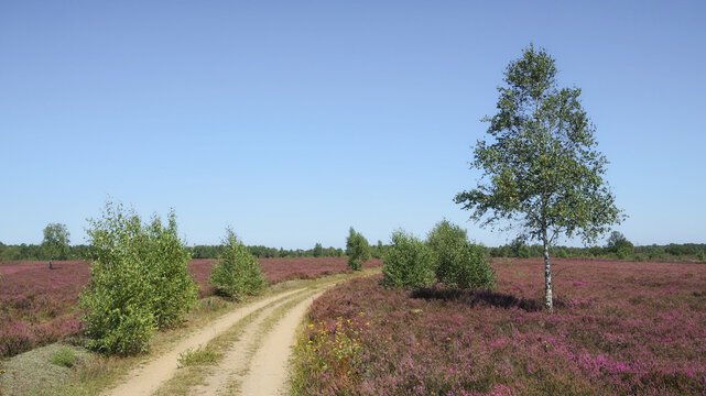 Schneverdingen - zur Bl&uuml;te in der Osterheide, L&uuml;neburger Heide, Niedersachsen, Deutschland, Europa