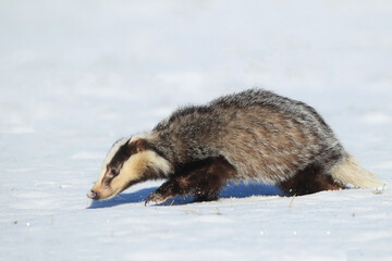 The european badger looks for the food in winter snowed country