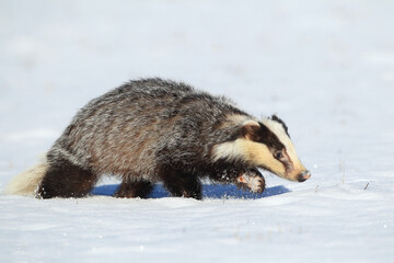 Obraz premium The european badger looks for the food in winter snowed country