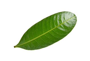 mango leaf, Mayongchid, Maprang  leaf on transparent png. top