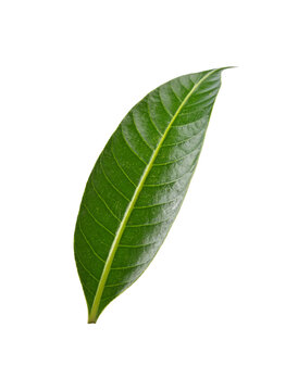 mango leaf, Mayongchid, Maprang  leaf on transparent png. top