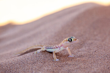 Palmato Gecko on sand