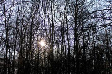 Wald, Bäume, Blauer Himmel, Herbst, Sonne