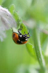Fototapeta premium Coccinella septempunctata