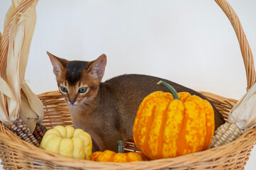 Abessinier Kätzchen interessiert sich für die Herbst Dekoration