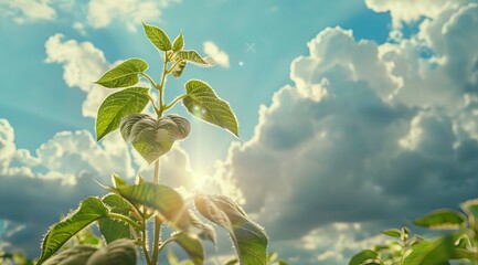 Obraz premium A cinematic scene detailed photograph giant soybean plant rising through clouds Generative AI