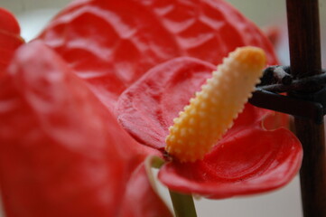 anthurium