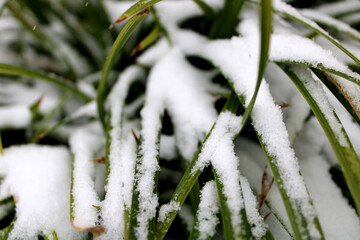 Pflanze, Lilie, Schnee, Winter © Alex-MiNi-Taffel