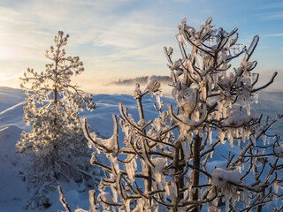 Trees covered with transparent ice on the shore of Lake Ladoga in the Republic of Karelia. Snow on the coastal rocks. Sunny day