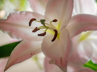 Pink lily flower on a branch