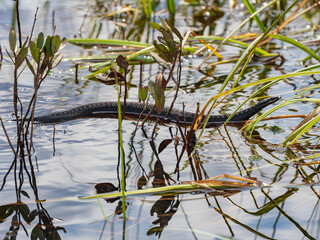 Viper swimming on the surface of a lake in coastal aquatic bushes