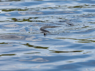 A viper swimming on the surface of a lake