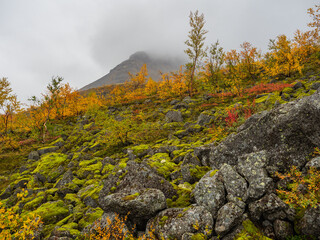 A typical autumn foggy landscape in the Khibiny Mountains in early autumn on the Kola Peninsula in...