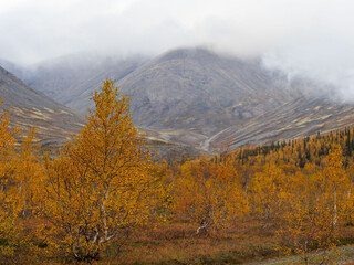 A typical autumn foggy landscape in the Khibiny Mountains in early autumn on the Kola Peninsula in the Arctic Circle