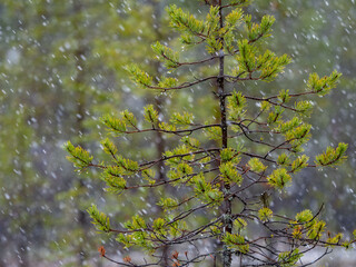 Fototapeta premium Spruce branches and rain drops in the forest in Karelia in a rainy day