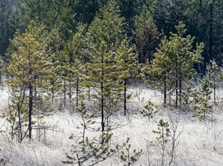 Ice crystals, frost on dry grass after a night frost and young fir trees and forest on the in the background