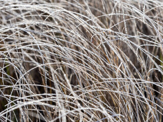 Ice crystals, frost on dry grass after a night frost in Republic of Karelia