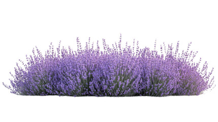Lavender field transparent background
