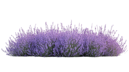Lavender field transparent background