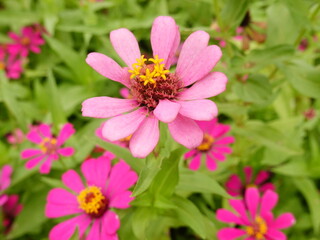 Obraz premium Sunny summer day.In a flower bed in a large number various zinnias grow and blossom.