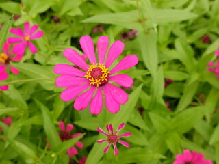 Fototapeta premium Sunny summer day.In a flower bed in a large number various zinnias grow and blossom.