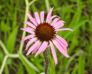 Obraz premium Echinacea pallida | Pale Purple Coneflower | Native North American Prairie Wildflower