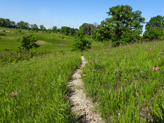 Obraz premium Echinacea pallida | Pale Purple Coneflower | Native North American Prairie Wildflower