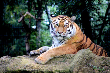 Tiger, Duisburger Zoo