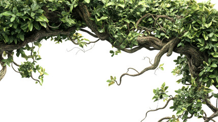 Tropical leaf edge transparent background