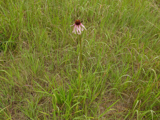 Echinacea pallida | Pale Purple Coneflower | Native North American Prairie Wildflower