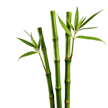 Bamboo stems isolated on white background PNG transparent