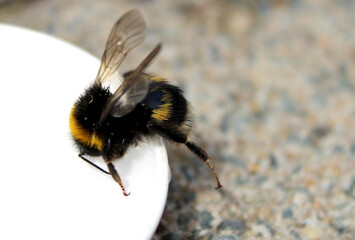 Hummel, gelb, schwarz, trinken