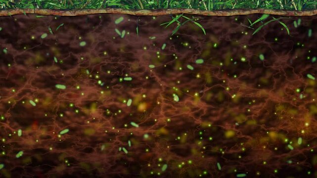 Soil microbiome. Bacteria, microbes in soil. Many micro-organisms moving about in soil. Microscopic life underground below the earth. 3d animation render