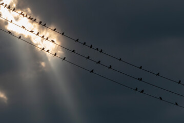 真っ黒な雲の隙間から夕陽が差し込む　電線に並ぶ鳥たち