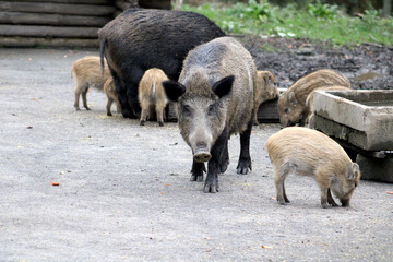 Wildschwein, Grafenberger Wald, Wildpark
