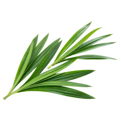 Obraz premium Fresh Pandan Leaves Arrangement Isolate On Transparent Background Cutout, PNG file, Cutout file