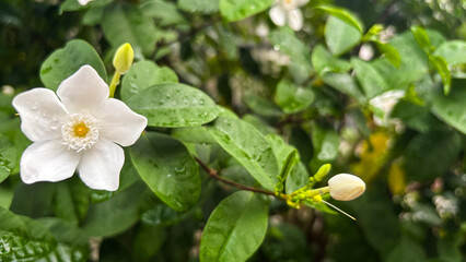 Jasmine flowers in spring garden