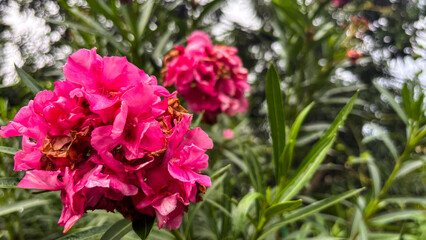 pink flowers spring in the garden